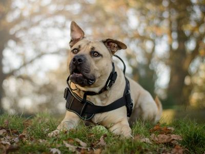 Malteser | Terrier (Staffordshire Bull) | Kenilworth (West Midlands) - 3