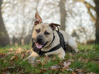 Malteser | Terrier (Staffordshire Bull) | Kenilworth (West Midlands) - 5