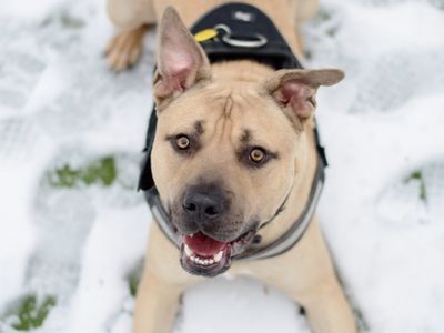 Malteser | Terrier (Staffordshire Bull) | Kenilworth (West Midlands) - 5