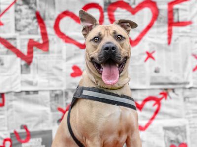 Malteser | Terrier (Staffordshire Bull) | Kenilworth (West Midlands) - 3
