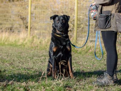 Pax | German Shepherd Dog Cross | Kenilworth (West Midlands) - 2