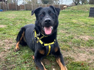 Pax | German Shepherd Dog Cross | Snetterton (Norfolk) - 2