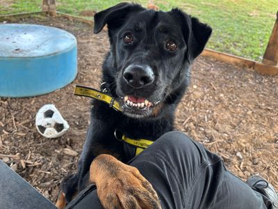 Pax | German Shepherd Dog Cross | Snetterton (Norfolk) - 4