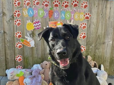 Pax | German Shepherd Dog Cross | Snetterton (Norfolk) - 4