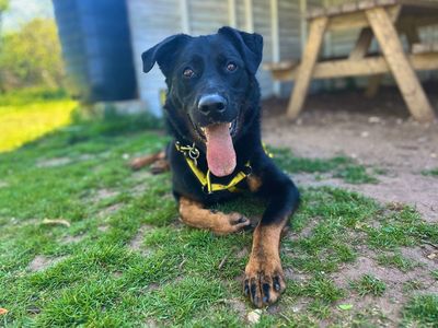 Pax | German Shepherd Dog Cross | Snetterton (Norfolk) - 2