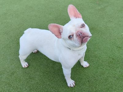 Mistletoe | French Bulldog | Evesham (Worcestershire) - 5