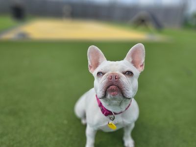 Mistletoe | French Bulldog | Evesham (Worcestershire) - 3