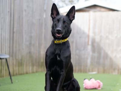 Haze — Belgian Shepherd Dog (Malinois) Cross