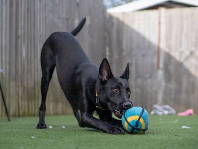 Haze | Belgian Shepherd Dog (Malinois) Cross | Kenilworth (West Midlands) - 5