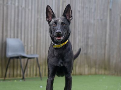 Haze | Belgian Shepherd Dog (Malinois) Cross | Kenilworth (West Midlands) - 3