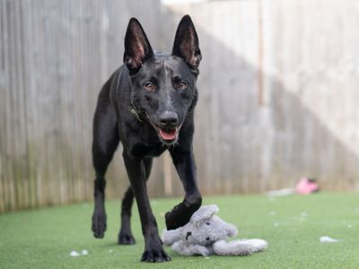 Haze, a 1 year old female Belgian Shepherd available for adoption from Dogs Trust in Warwickshire
