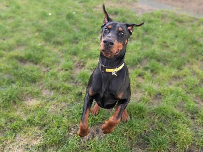 Kenzo | Dobermann | Bridgend (Wales) - 3