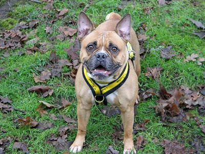Cali | Terrier (Staffordshire Bull) Cross | Merseyside (Liverpool) - 1