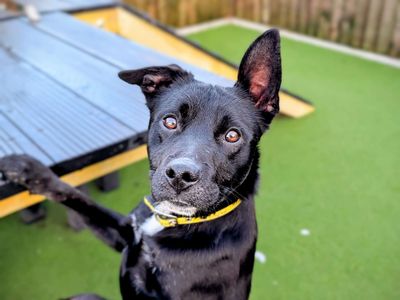 Aries | Spaniel (Cocker) Cross | Cardiff - 1