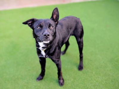 Aries | Spaniel (Cocker) Cross | Cardiff - 3