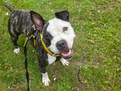 Dora | Terrier (Staffordshire Bull) Cross | Leeds - 3