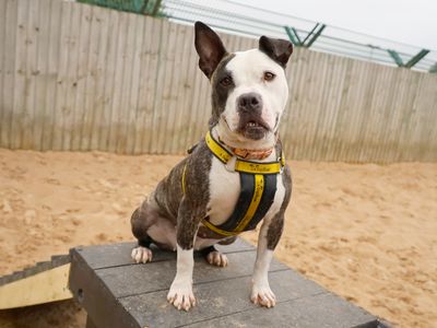 Dora | Terrier (Staffordshire Bull) Cross | Leeds - 4