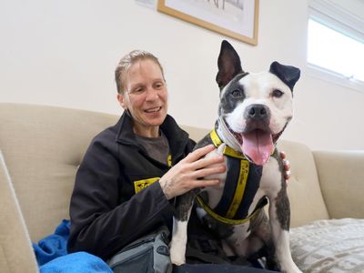 Dora | Terrier (Staffordshire Bull) Cross | Leeds - 2