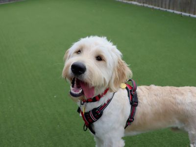Teddy | Retriever (Labrador) Cross | Darlington - 1