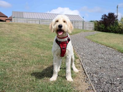 Teddy | Retriever (Labrador) Cross | Darlington - 3