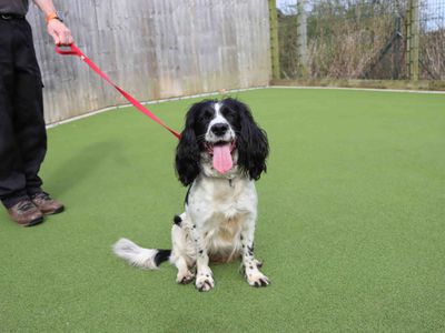 Poppy | Spaniel (English Springer) | Darlington - 2