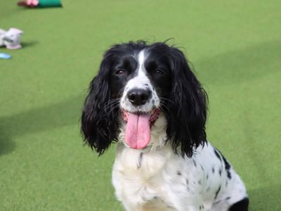 Poppy | Spaniel (English Springer) | Darlington - 3