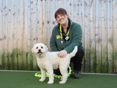 Teddy | Spaniel (Cocker) | Leeds - 2