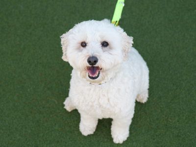 Teddy | Spaniel (Cocker) | Leeds - 3