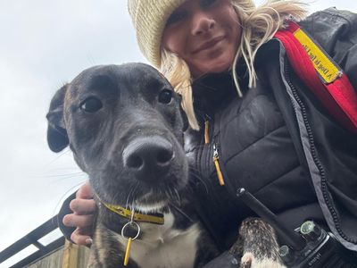 Lilibeth Longlegs | Lurcher | West Calder (Edinburgh) - 3