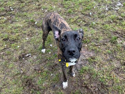Lilibeth Longlegs | Lurcher | West Calder (Edinburgh) - 5