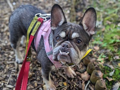 Lola | French Bulldog | West Calder (Edinburgh) - 3