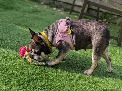 Lola | French Bulldog | West Calder (Edinburgh) - 5