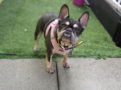 Lola | French Bulldog | West Calder (Edinburgh) - 1
