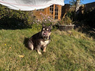 Lola | French Bulldog | West Calder (Edinburgh) - 3