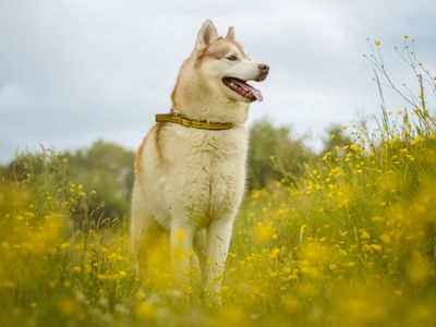 Umky | Siberian Husky | Kenilworth (West Midlands) - 5