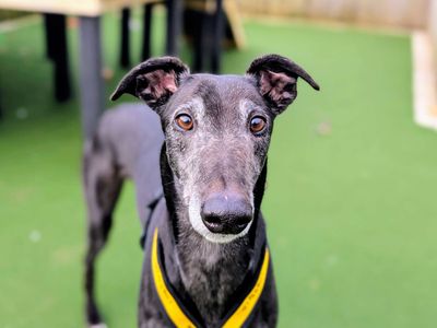 Hiccup | Greyhound | Cardiff - 5