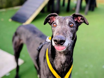 Hiccup | Greyhound | Cardiff - 3