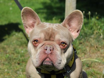 Prince | French Bulldog | Newbury (Berkshire) - 3