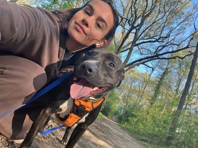 Klaus | Terrier (Bull) | Basildon (Essex) - 5