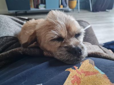 Gracie | Shih Tzu Cross | Manchester - 5