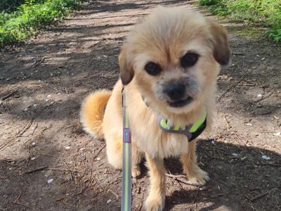 Gracie | Shih Tzu Cross | Manchester - 3