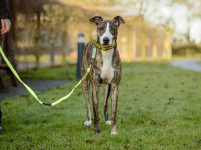 Chief | Lurcher | Kenilworth (West Midlands) - 5