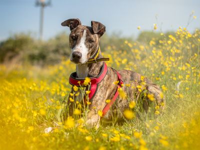 Chief | Lurcher | Kenilworth (West Midlands) - 3