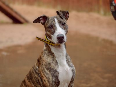 Chief | Lurcher | Basildon (Essex) - 4