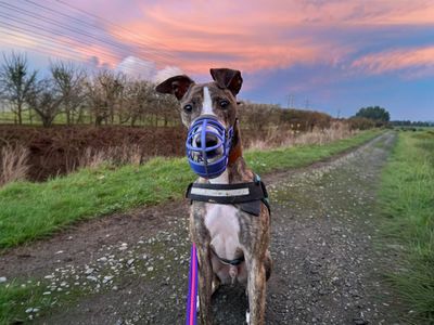 Chief | Lurcher | Basildon (Essex) - 2