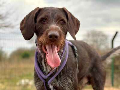 Vlad | Pointer (German Wirehaired) | Leeds - 2