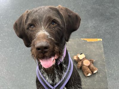 Vlad | Pointer (German Wirehaired) | Leeds - 3