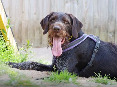 Vlad | Pointer (German Wirehaired) | Leeds - 4
