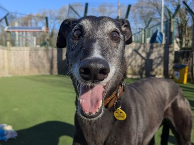Angie | Greyhound | Glasgow - 3