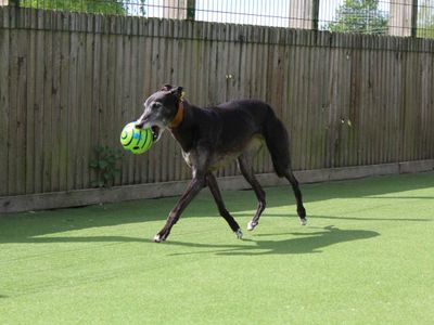 Angie | Greyhound | Glasgow - 5